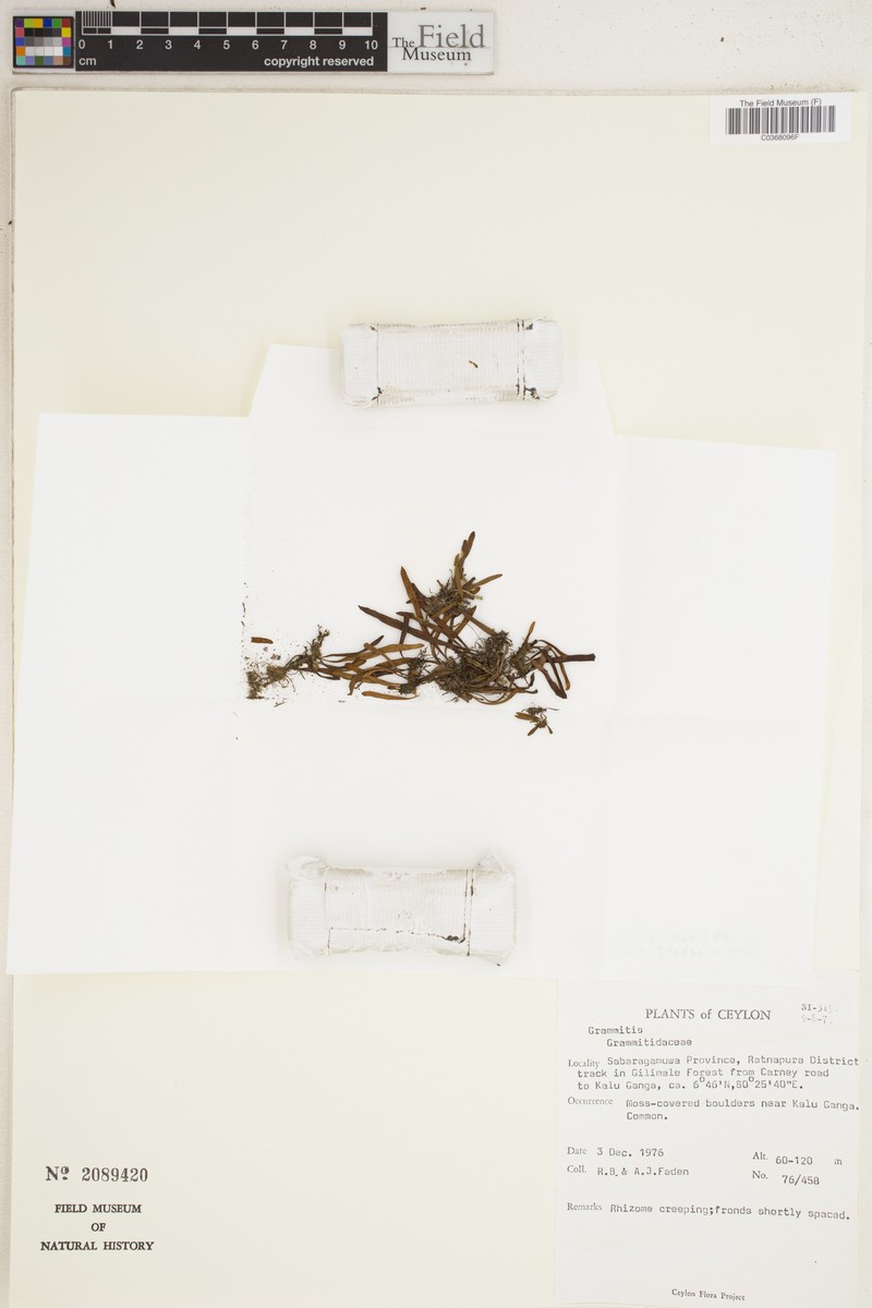 Grammitis medialis photo 2