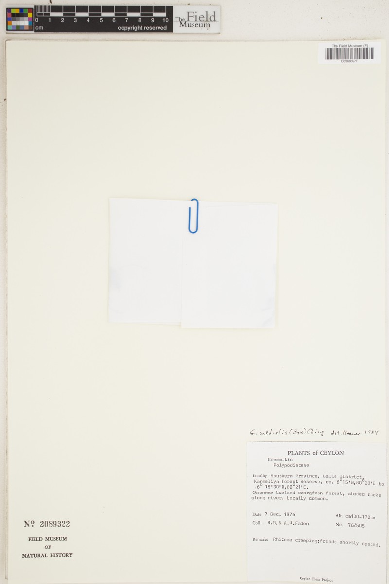 Grammitis medialis photo 3