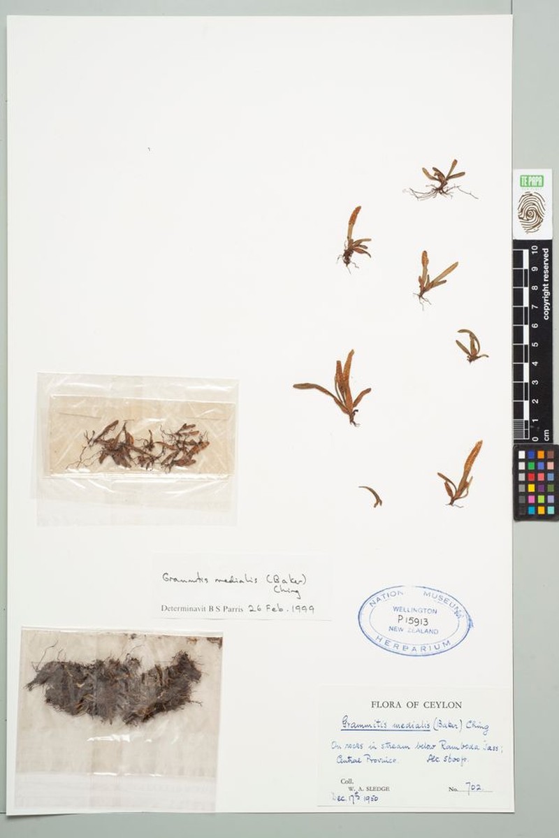 Grammitis medialis photo 4