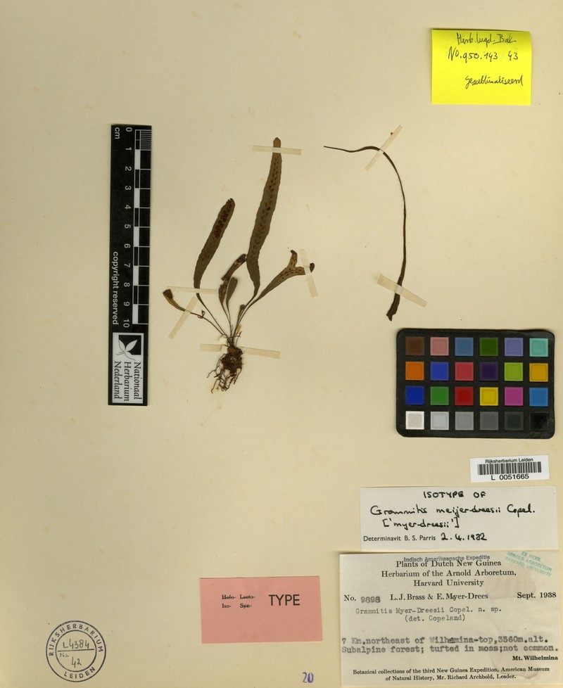 Grammitis meijer-dreesii