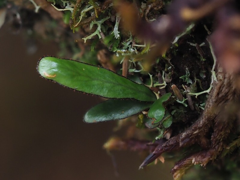 Grammitis melanoloma