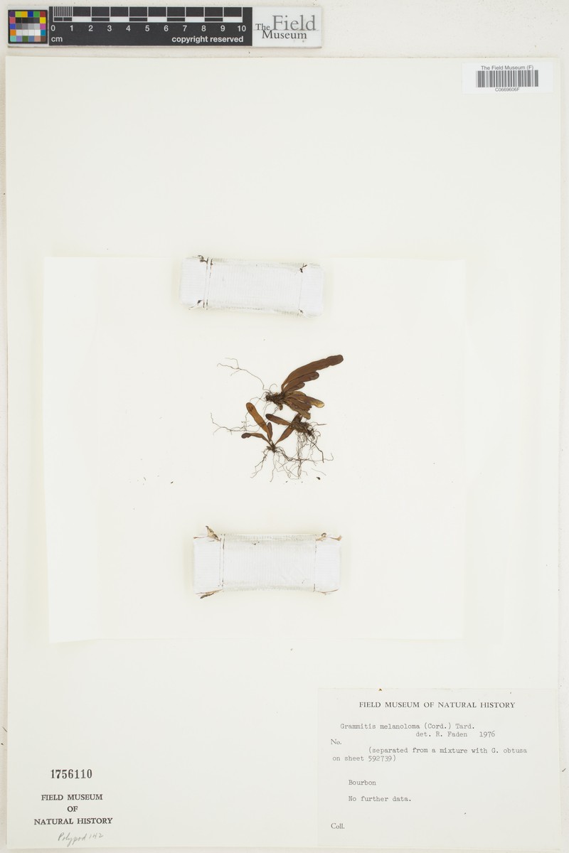 Grammitis melanoloma photo 3