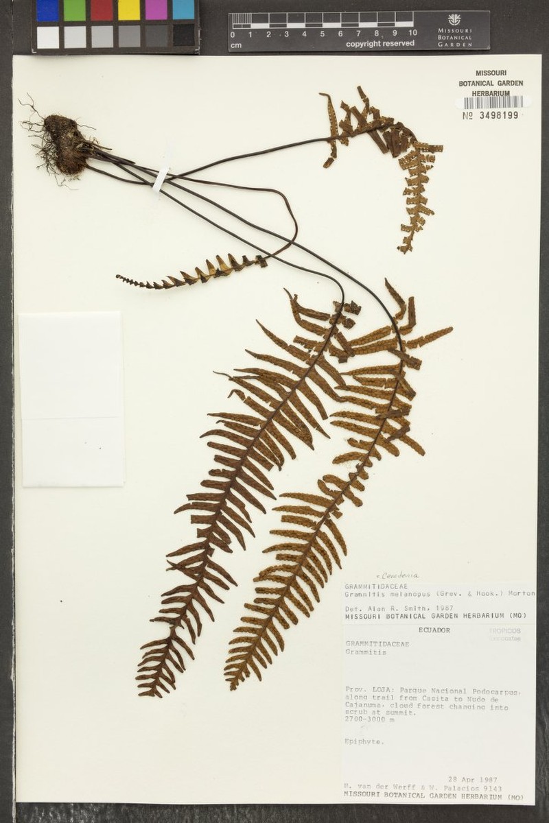 Grammitis melanopus