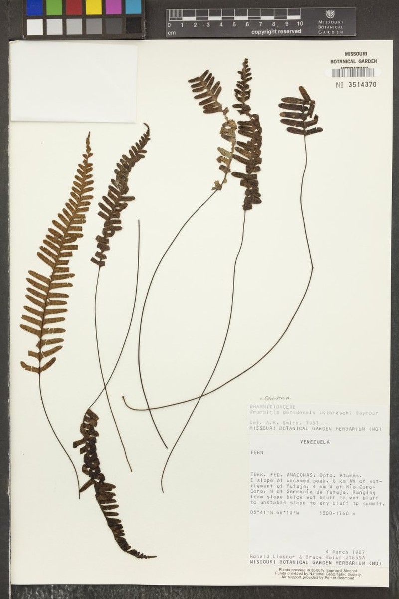 Grammitis meridensis