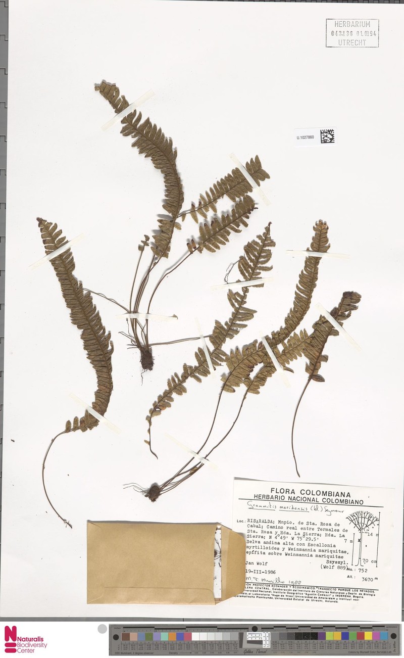 Grammitis meridensis photo 2