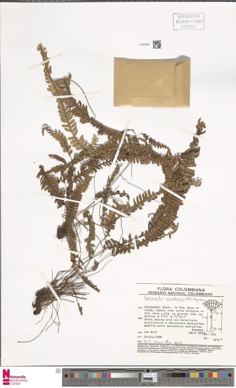 Grammitis meridensis photo 3