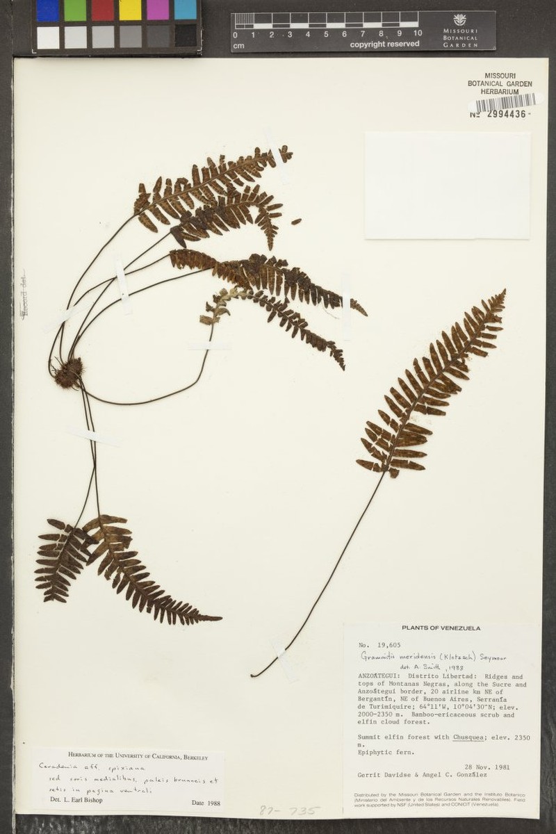 Grammitis meridensis photo 4