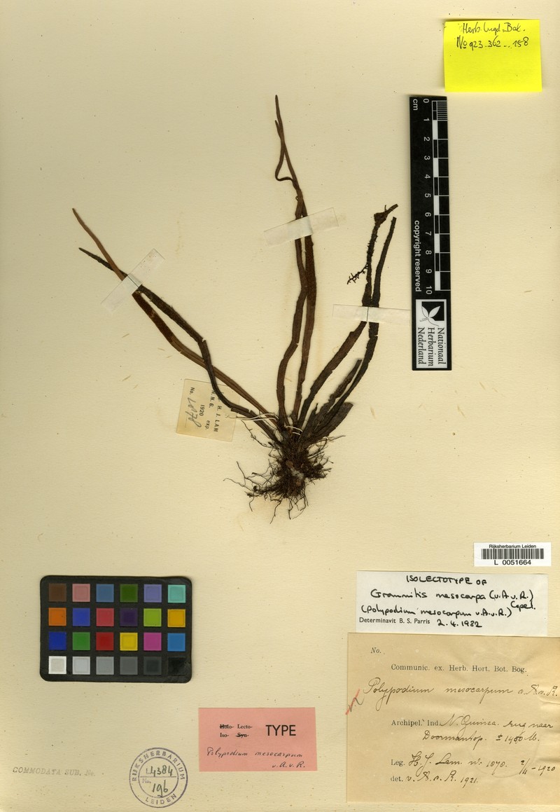 Grammitis mesocarpa