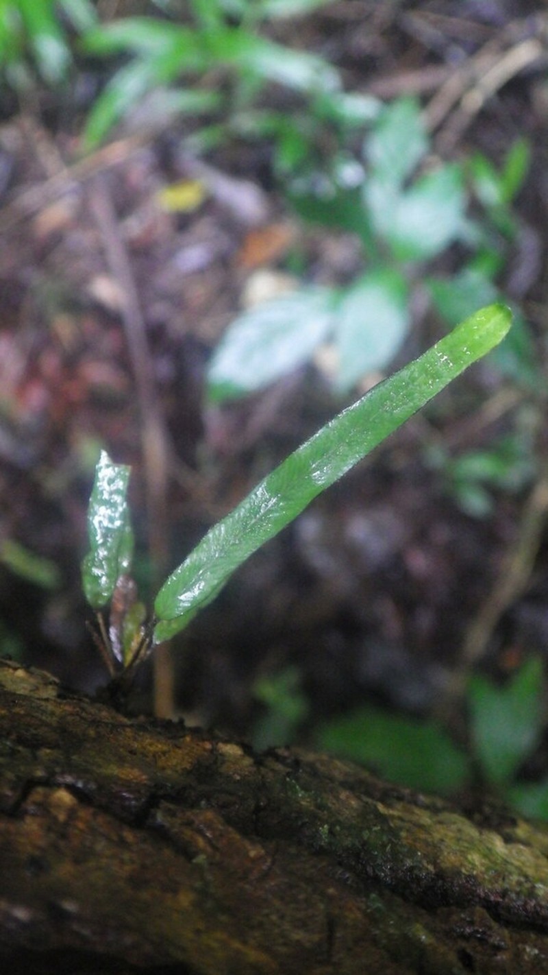Grammitis microglossa