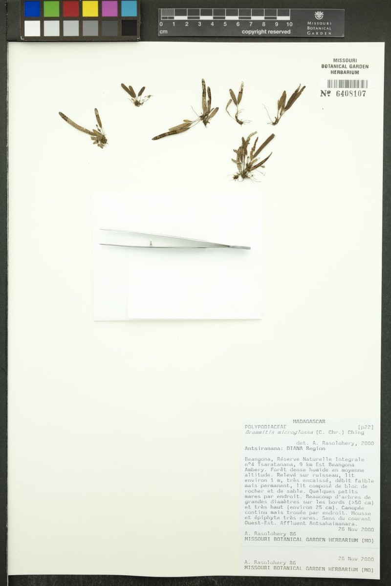 Grammitis microglossa photo 2