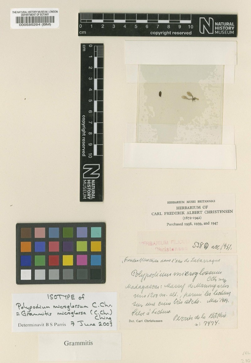 Grammitis microglossa photo 3