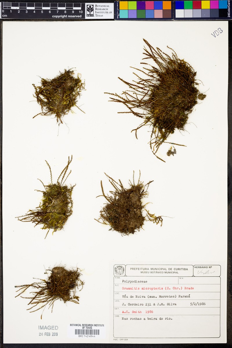 Grammitis micropteris
