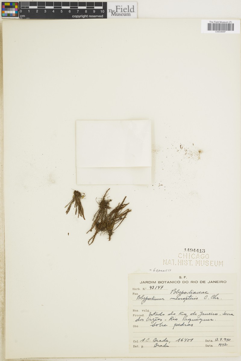 Grammitis micropteris photo 2