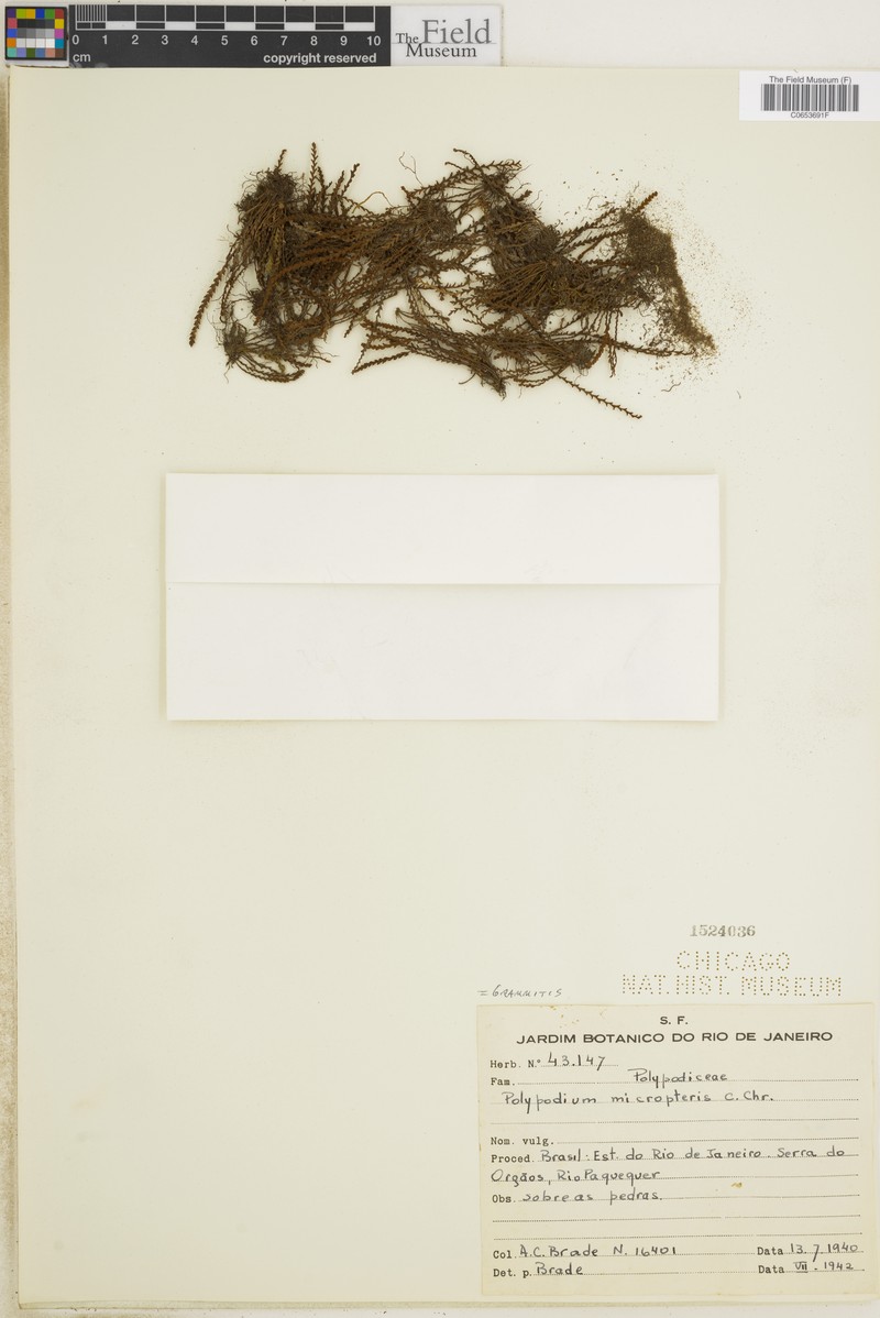 Grammitis micropteris photo 3