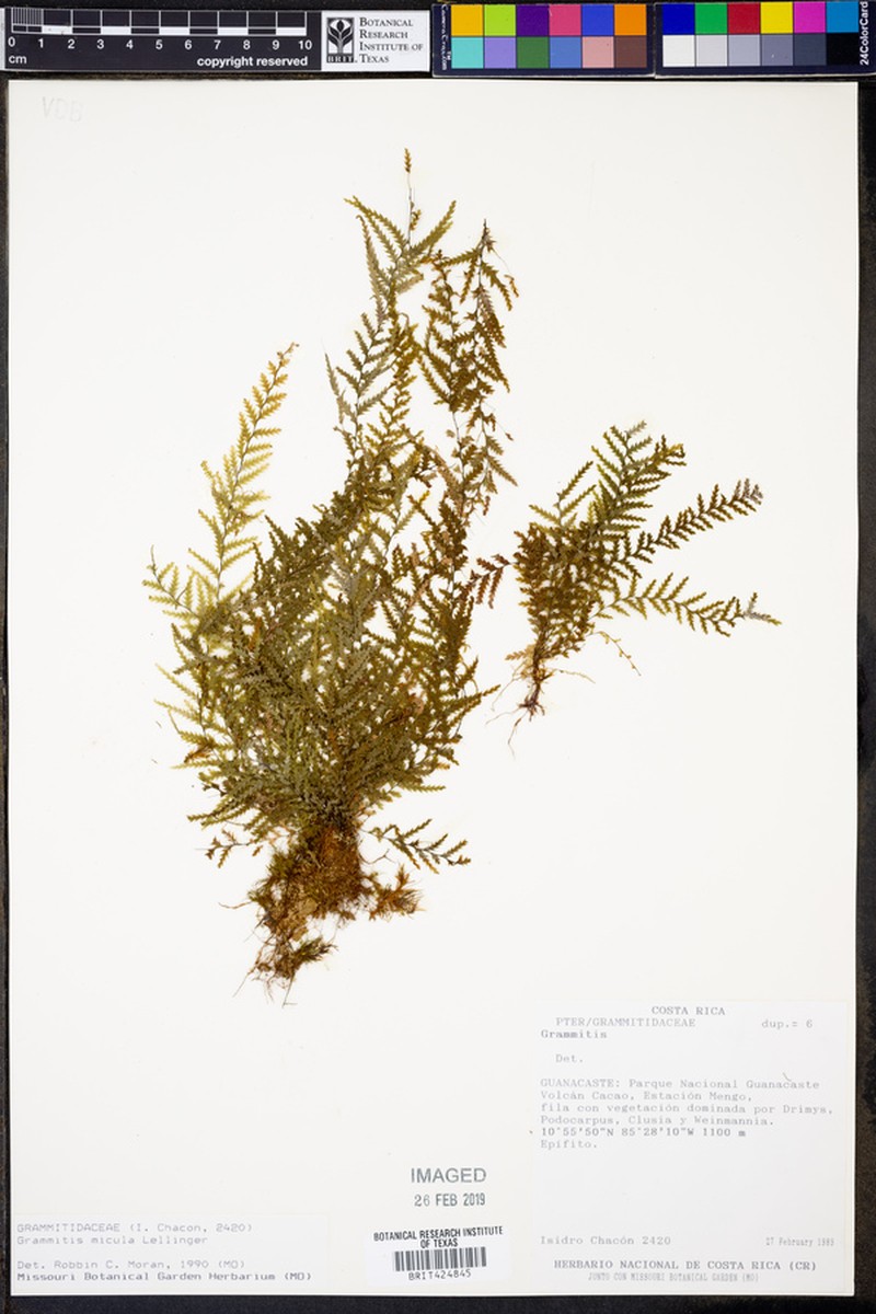 Grammitis micula