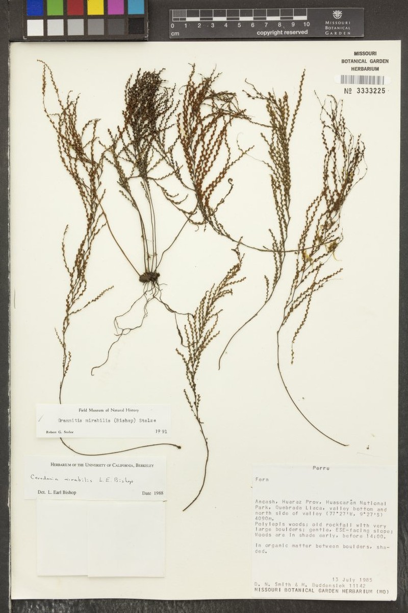 Grammitis mirabilis