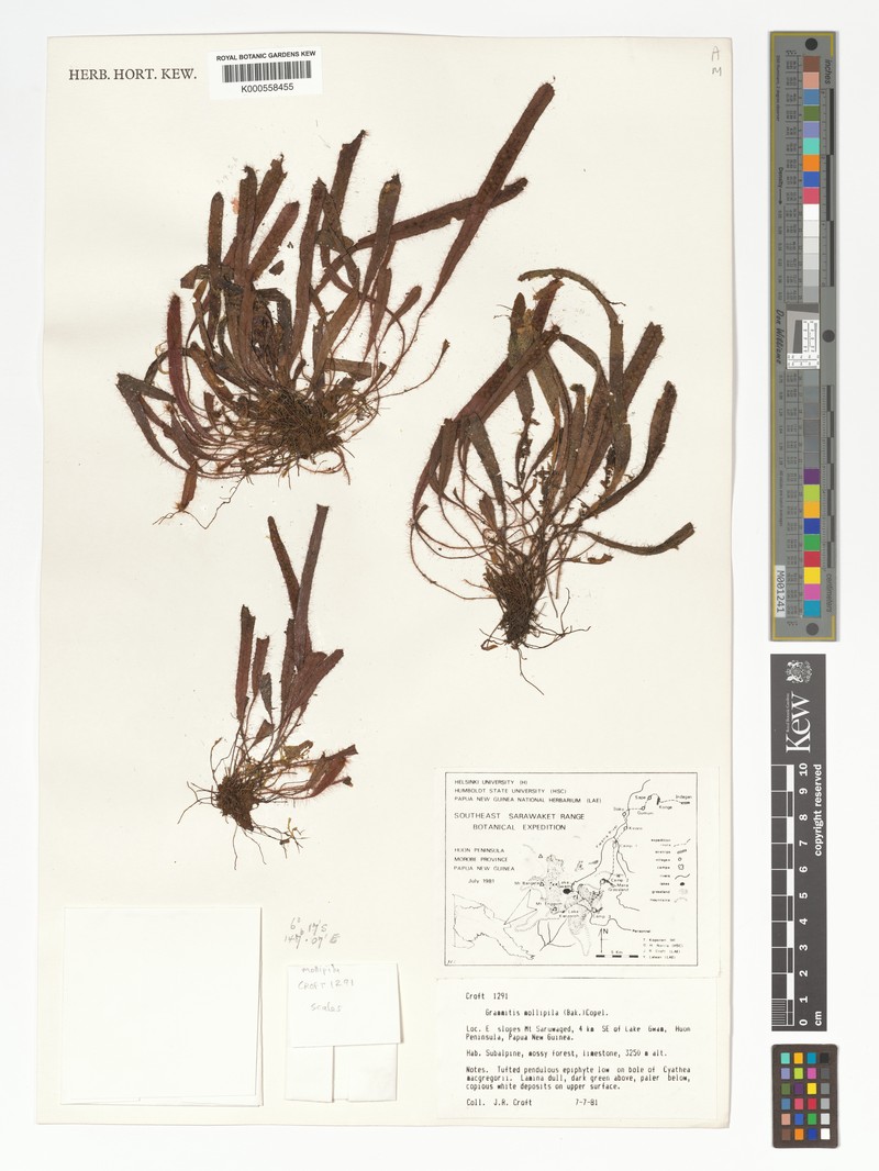 Grammitis mollipila