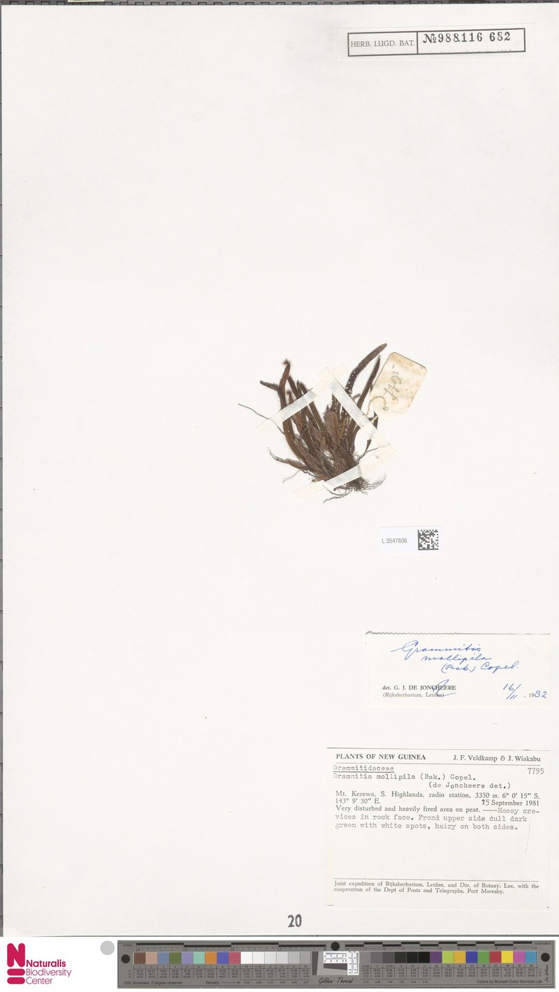 Grammitis mollipila photo 4