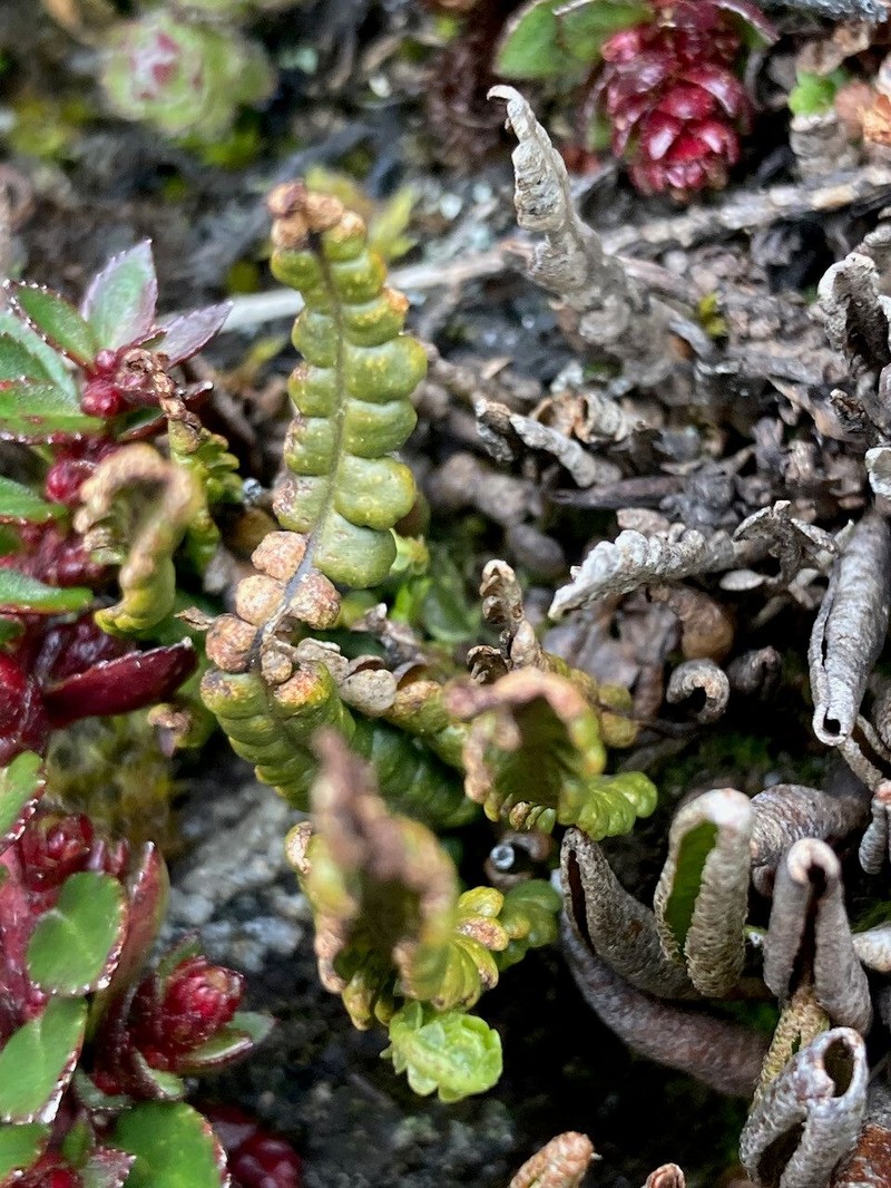 Grammitis moniliformis