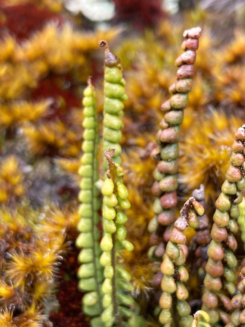 Grammitis moniliformis photo 2