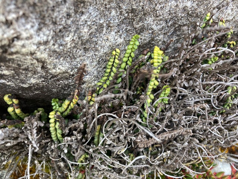 Grammitis moniliformis photo 4