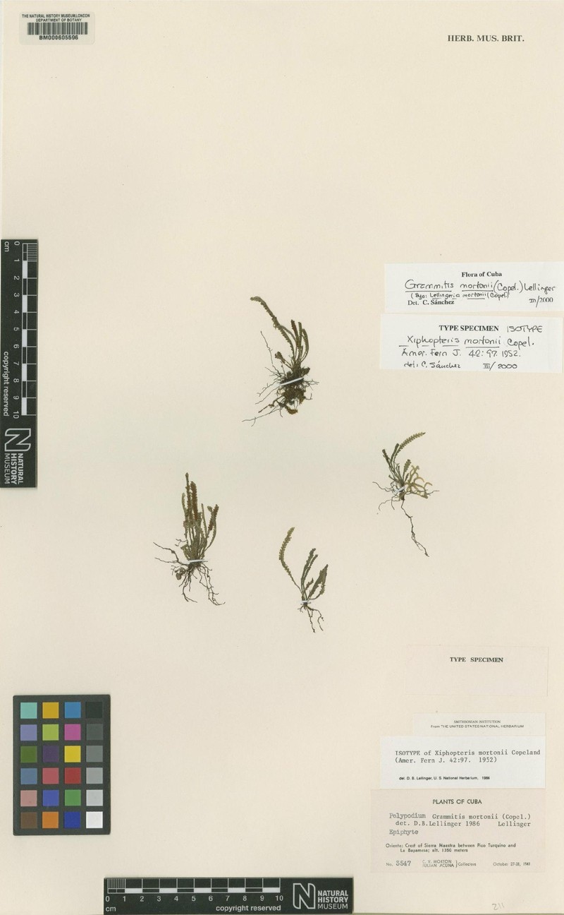 Grammitis mortonii