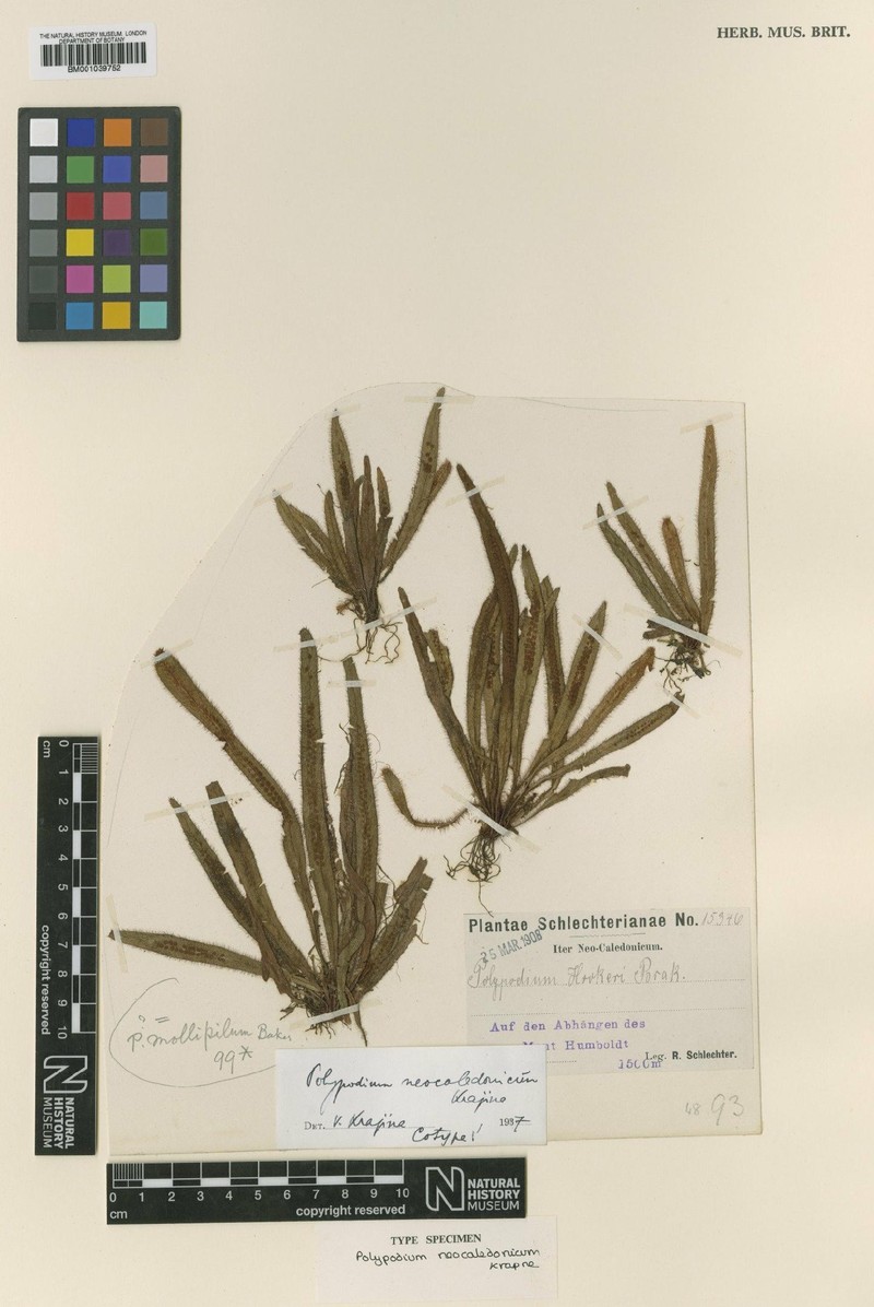 Grammitis neocaledonica