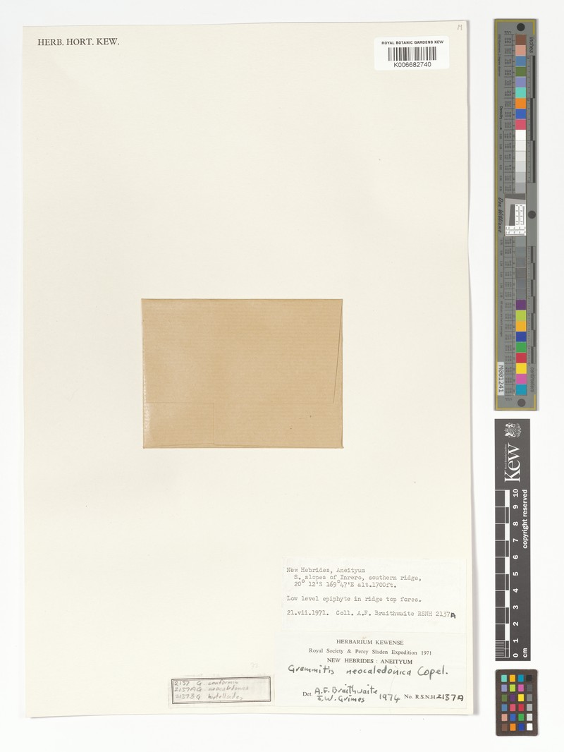 Grammitis neocaledonica photo 2
