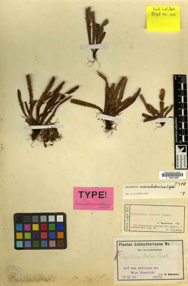 Grammitis neocaledonica photo 3