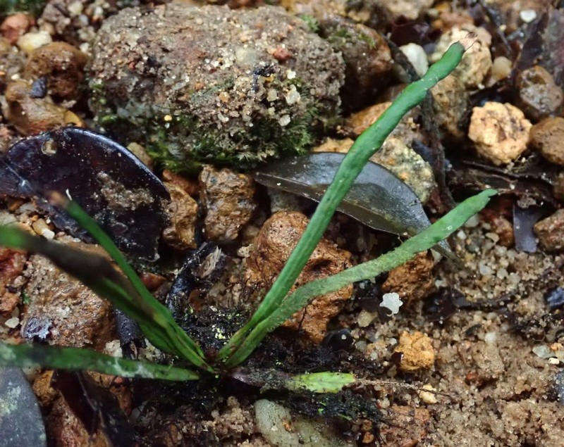 Grammitis nigrocincta photo 2