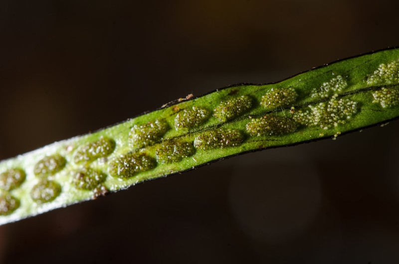 Grammitis nigrocincta photo 3