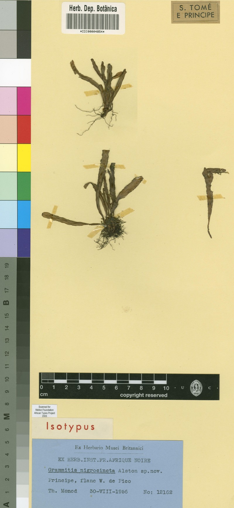 Grammitis nigrocincta