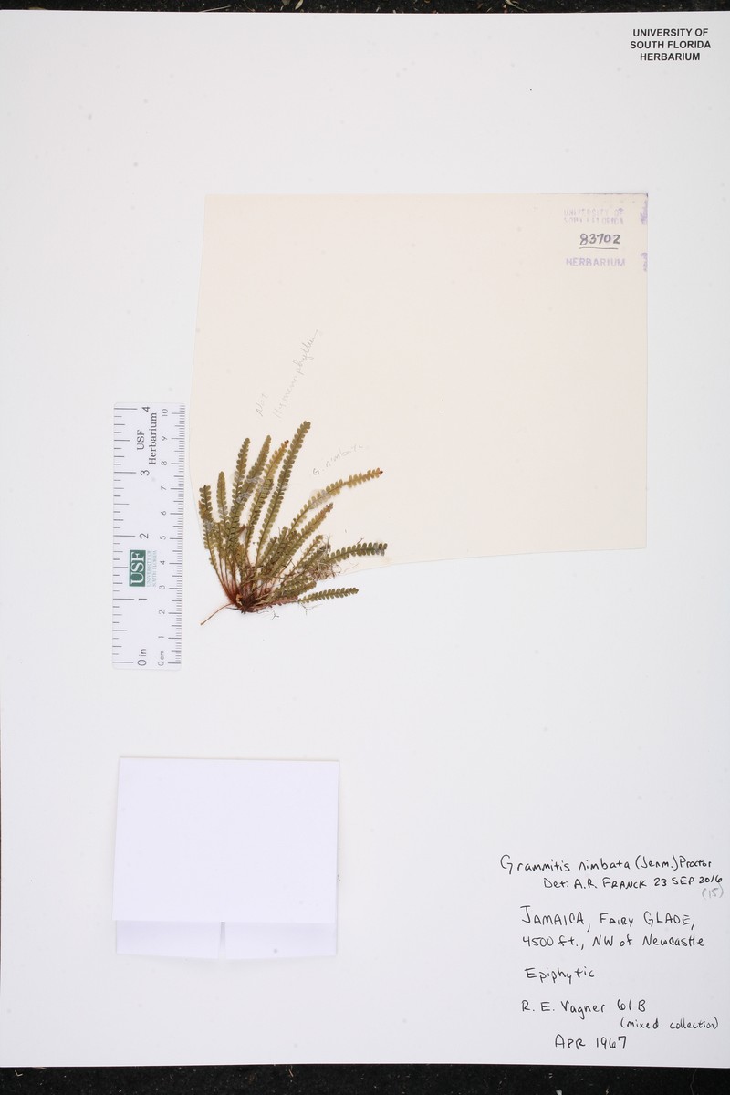 West Indian Dwarf Polypody