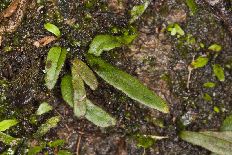 Grammitis nudicarpa