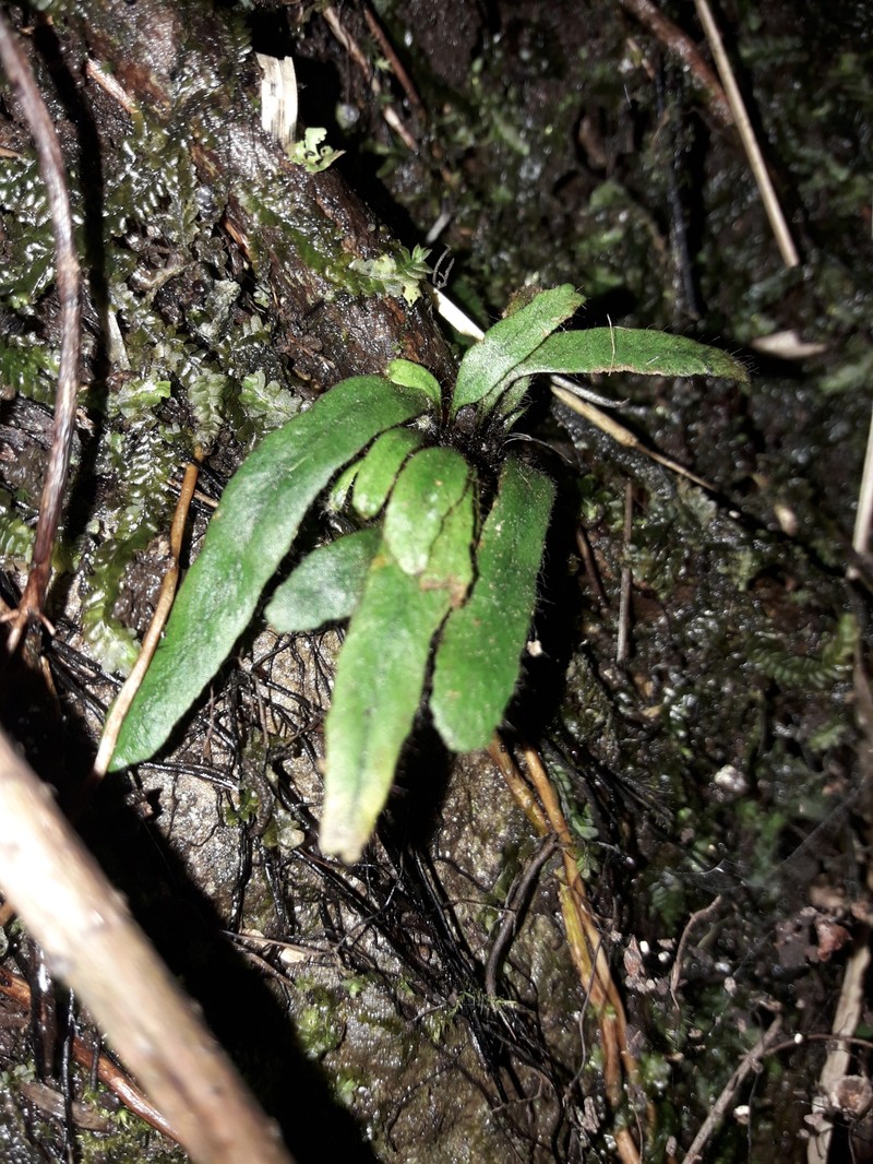 Grammitis nudicarpa photo 6