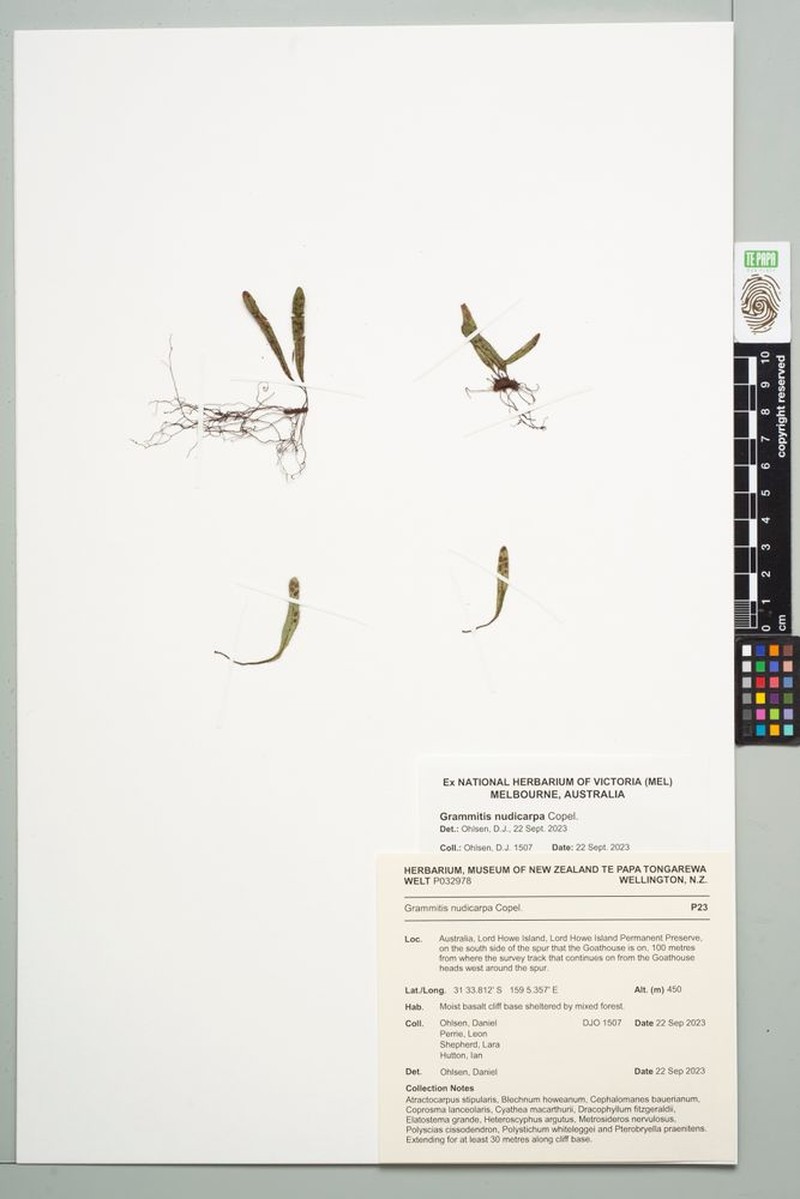 Grammitis nudicarpa photo 7