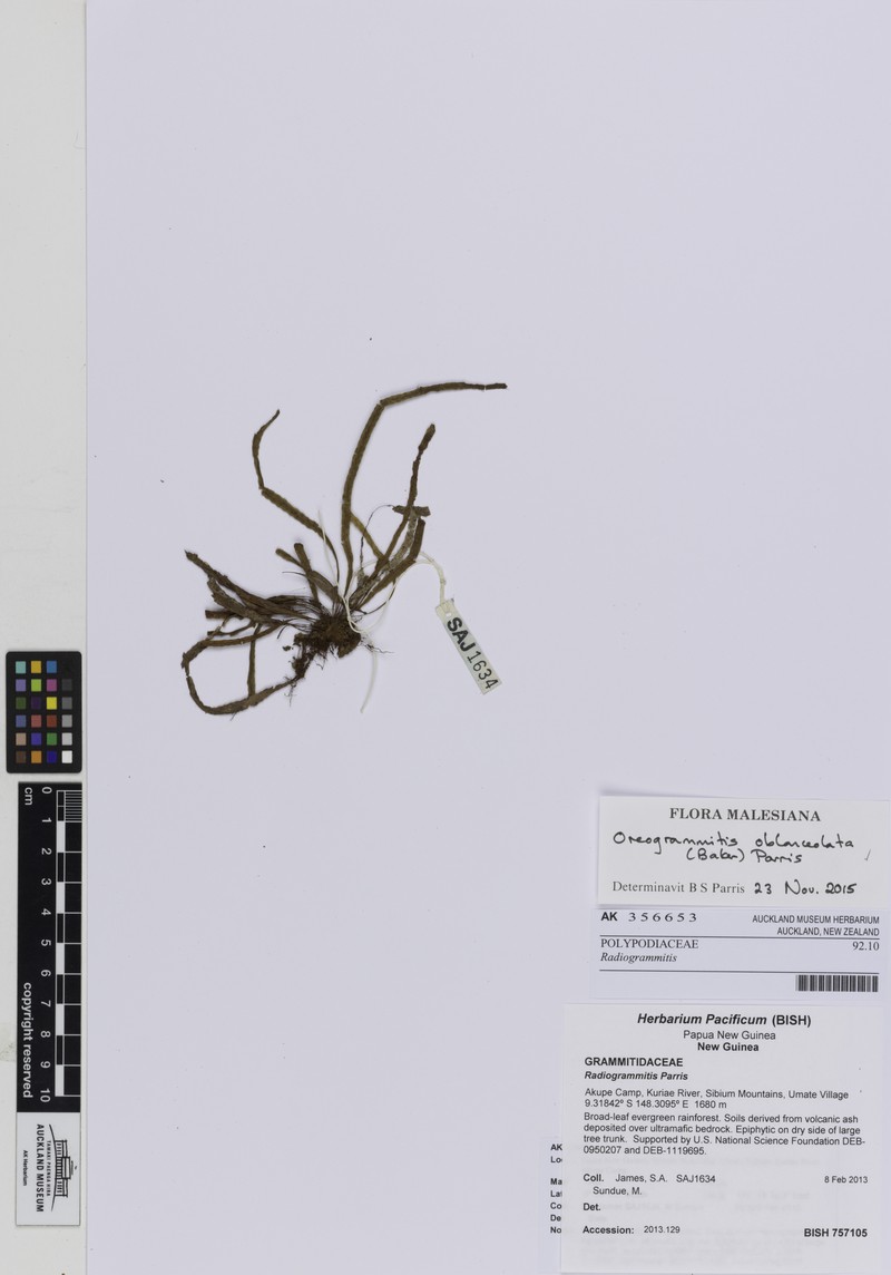 Grammitis oblanceolata