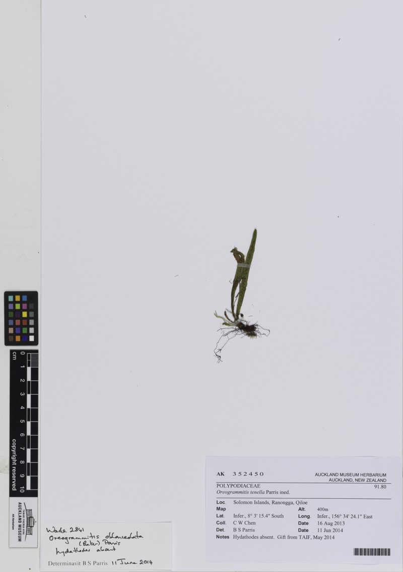 Grammitis oblanceolata photo 2