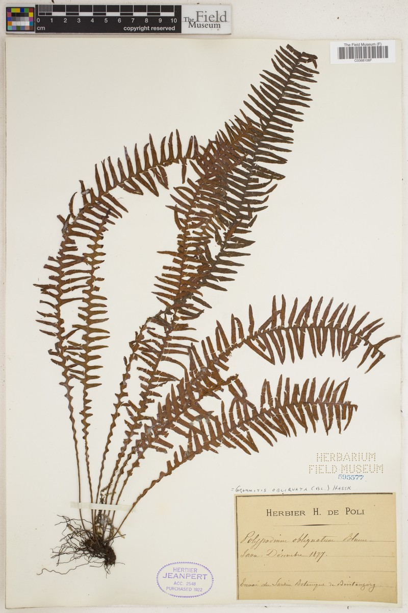 Grammitis obliquata