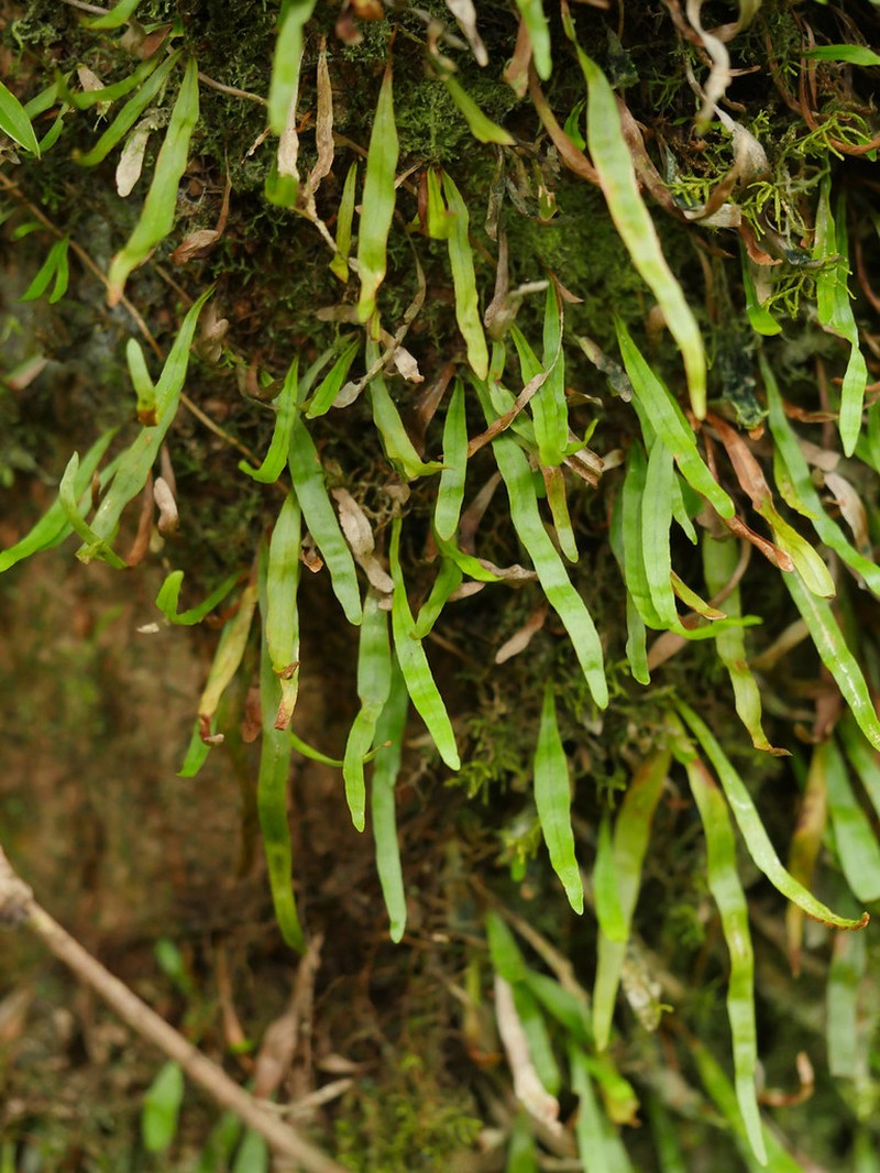 Grammitis obtusa photo 7