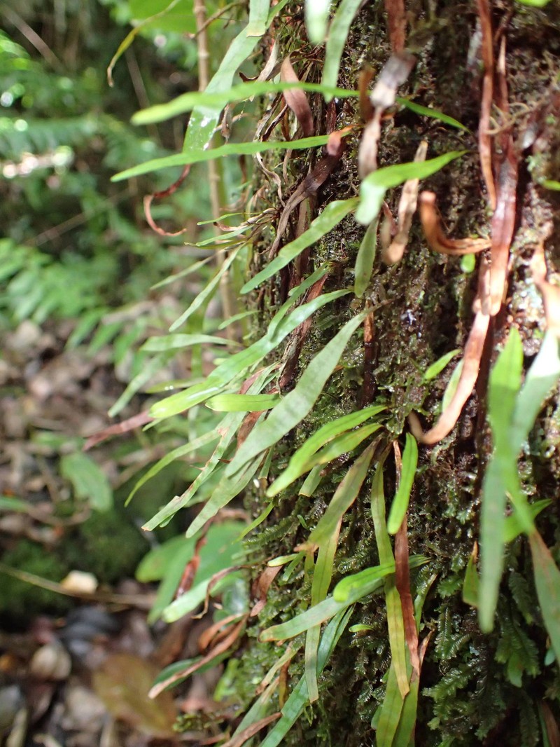 Grammitis obtusa photo 8