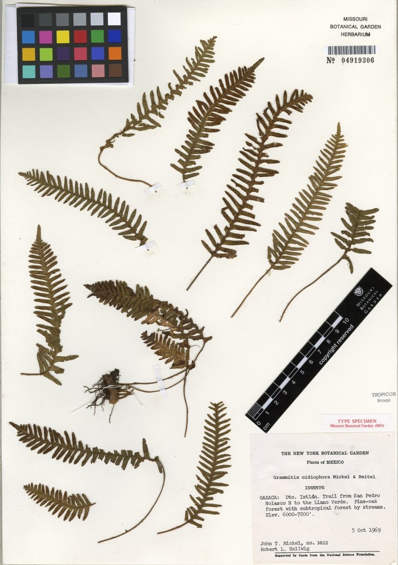 Grammitis oidiophora