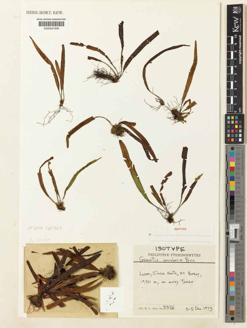 Grammitis oncobasis photo 2
