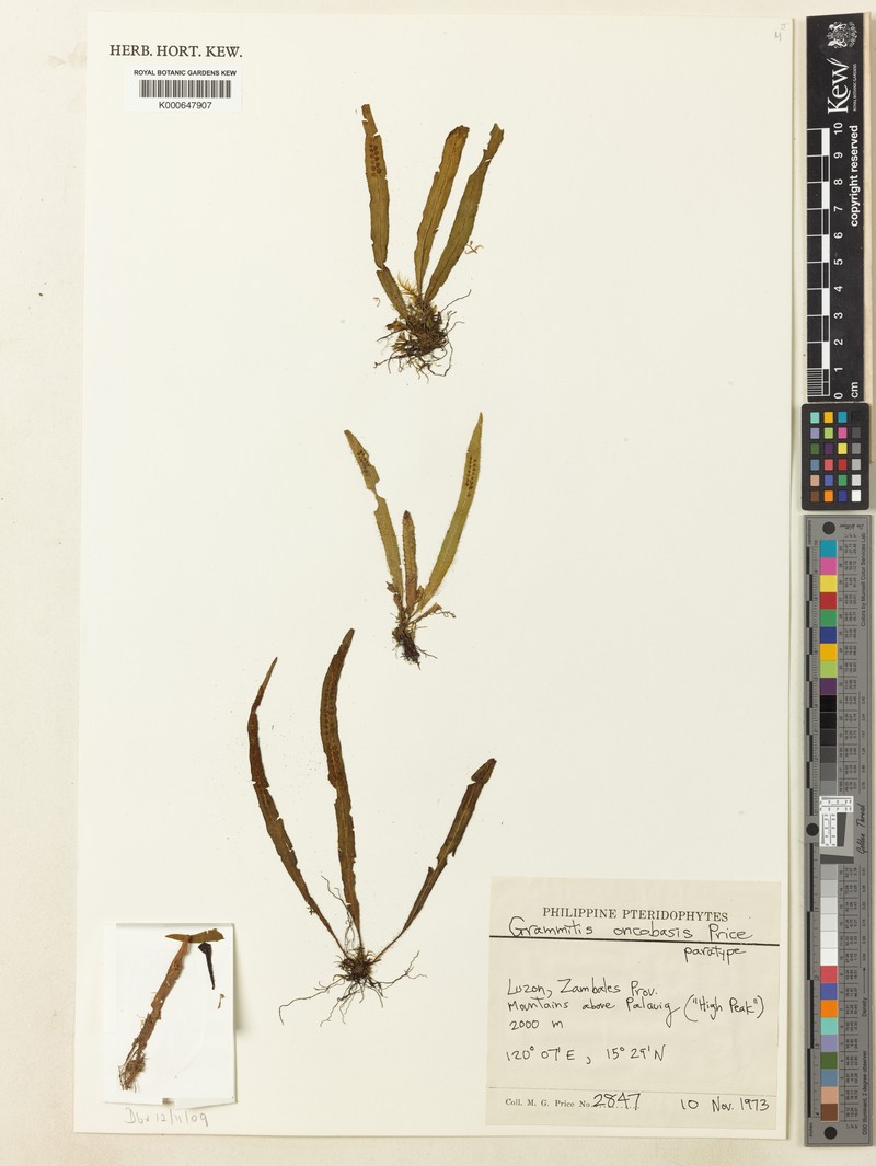 Grammitis oncobasis photo 3