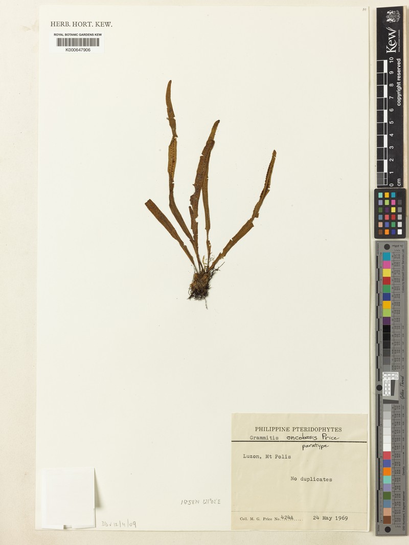 Grammitis oncobasis photo 4