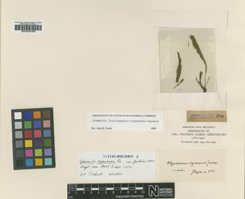 Grammitis organensis