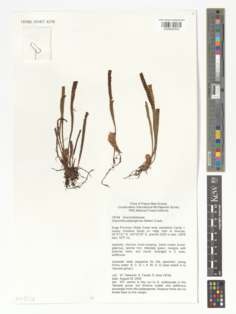 Grammitis padangensis