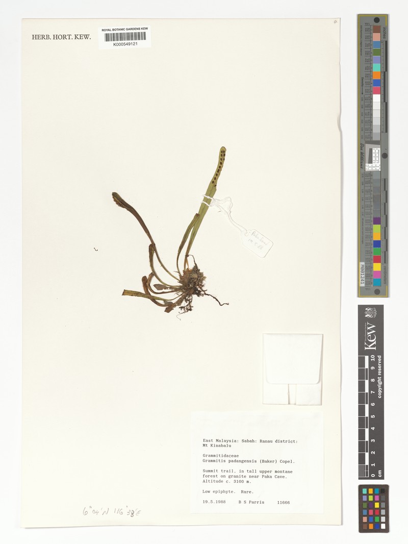 Grammitis padangensis photo 2