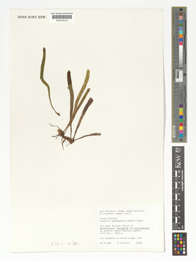 Grammitis padangensis photo 3