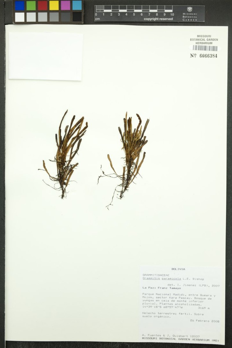 Grammitis paramicola